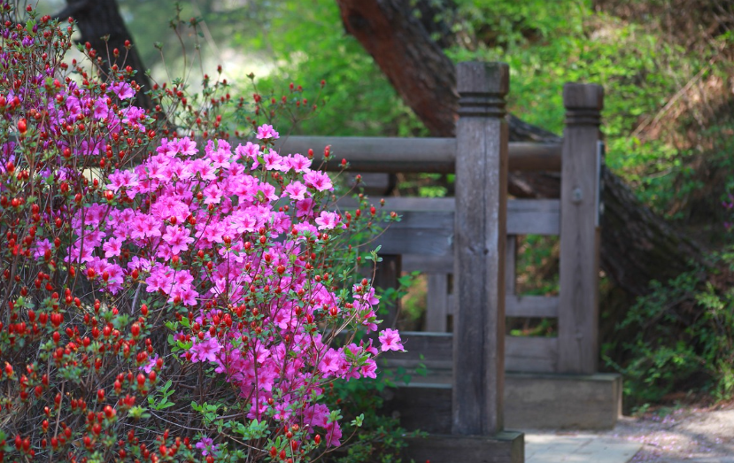 경남 합천 황매산 철쭉제