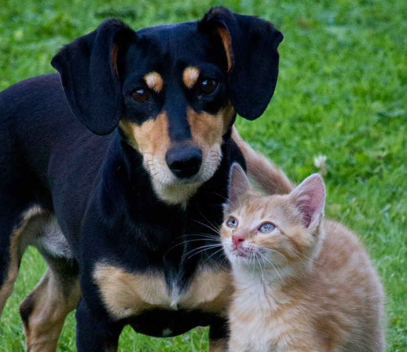 강아지 탈모 고양이 탈모