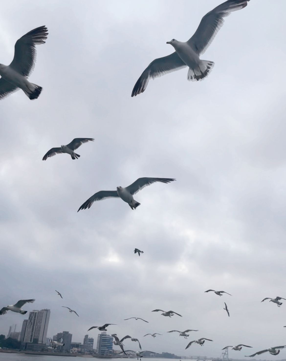 배를 따라다니는 갈매기 사진
