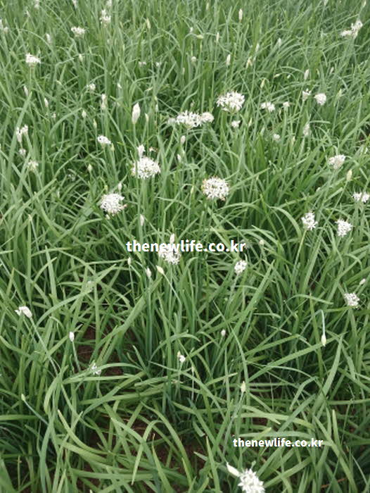 부추 효능 제철 성질