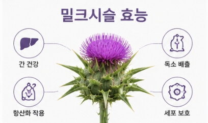 밀크시슬 효과 5가지