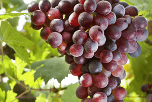 포도씨유의 효능07