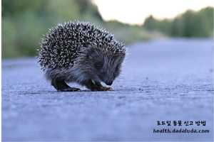 고양이 로드킬 신고 동물 사체 처리 보상