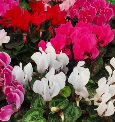 겨울 꽃 시클라멘