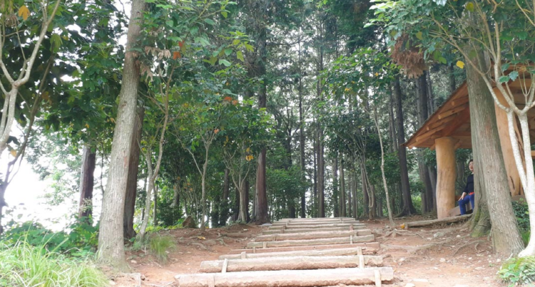 장흥 우드랜드 편백숲