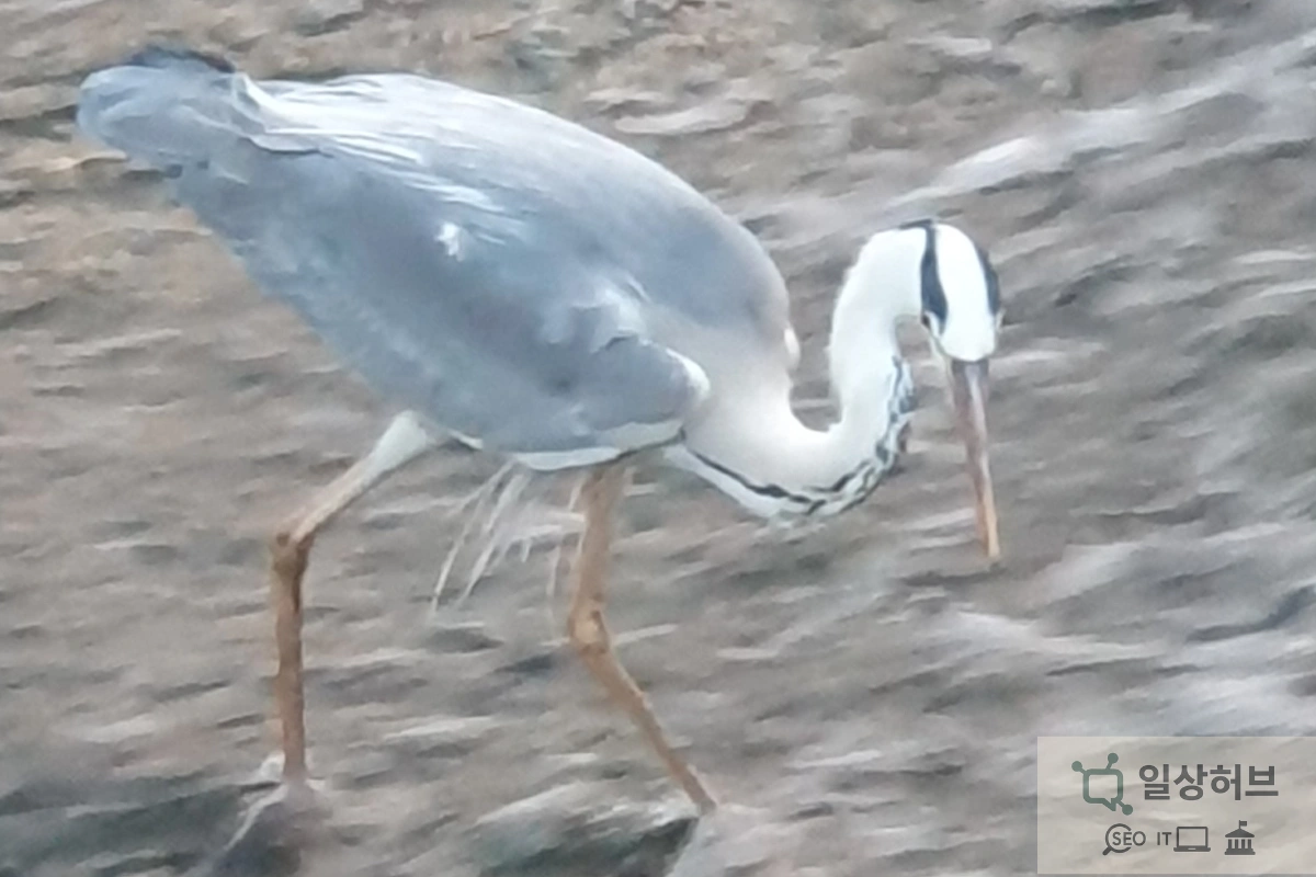 무수골 자전길의 야생동물
