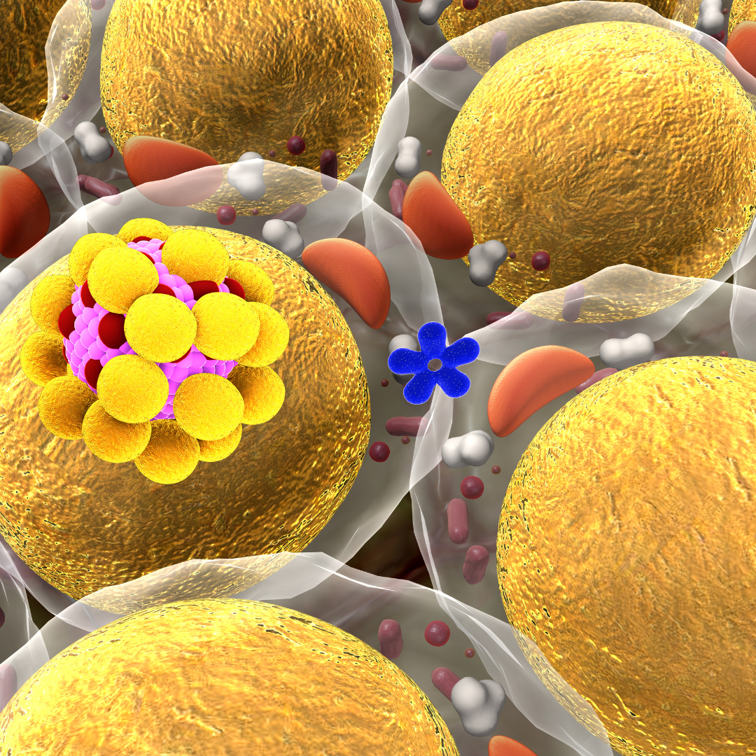 중성지방 수치 높을 때 원인과 대처법 심혈관 질환을 막는 생활습관