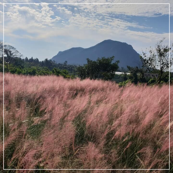 제주도 마노르블랑 핑크뮬리축제 인생사진 찍어봅시다.