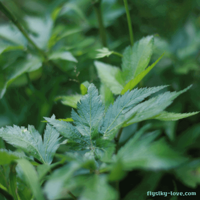 여성건강에 효과적인 당귀잎