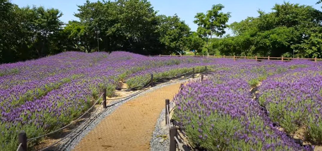 5월에 꼭 가봐야 할 적국 봄꽃 명소