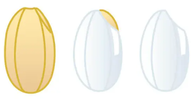 현미와 백미의 차이