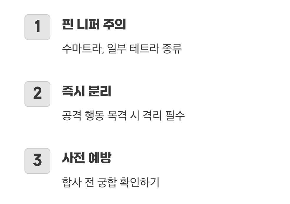 지느러미를 노리는 악동 합사어