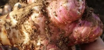 돼지감자 재배 종구 선택 배수로 만들기 수확 건조_10