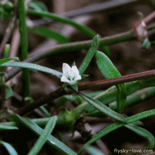 천연약재 백화사설초