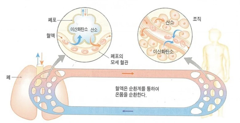 페포와 조직에서의 기체 교환과 이동