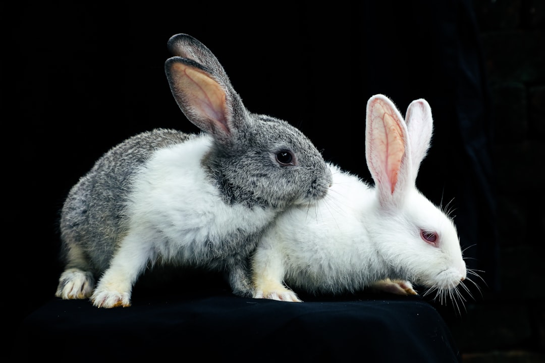 Rabbit.