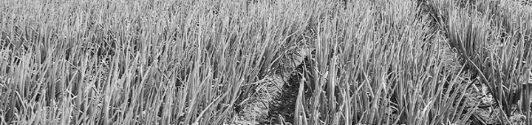 대파 키우기: 대파 재배방법