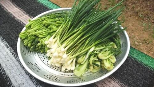 열무얼갈이김치-담그기-담그는법-재료준비-손질하기