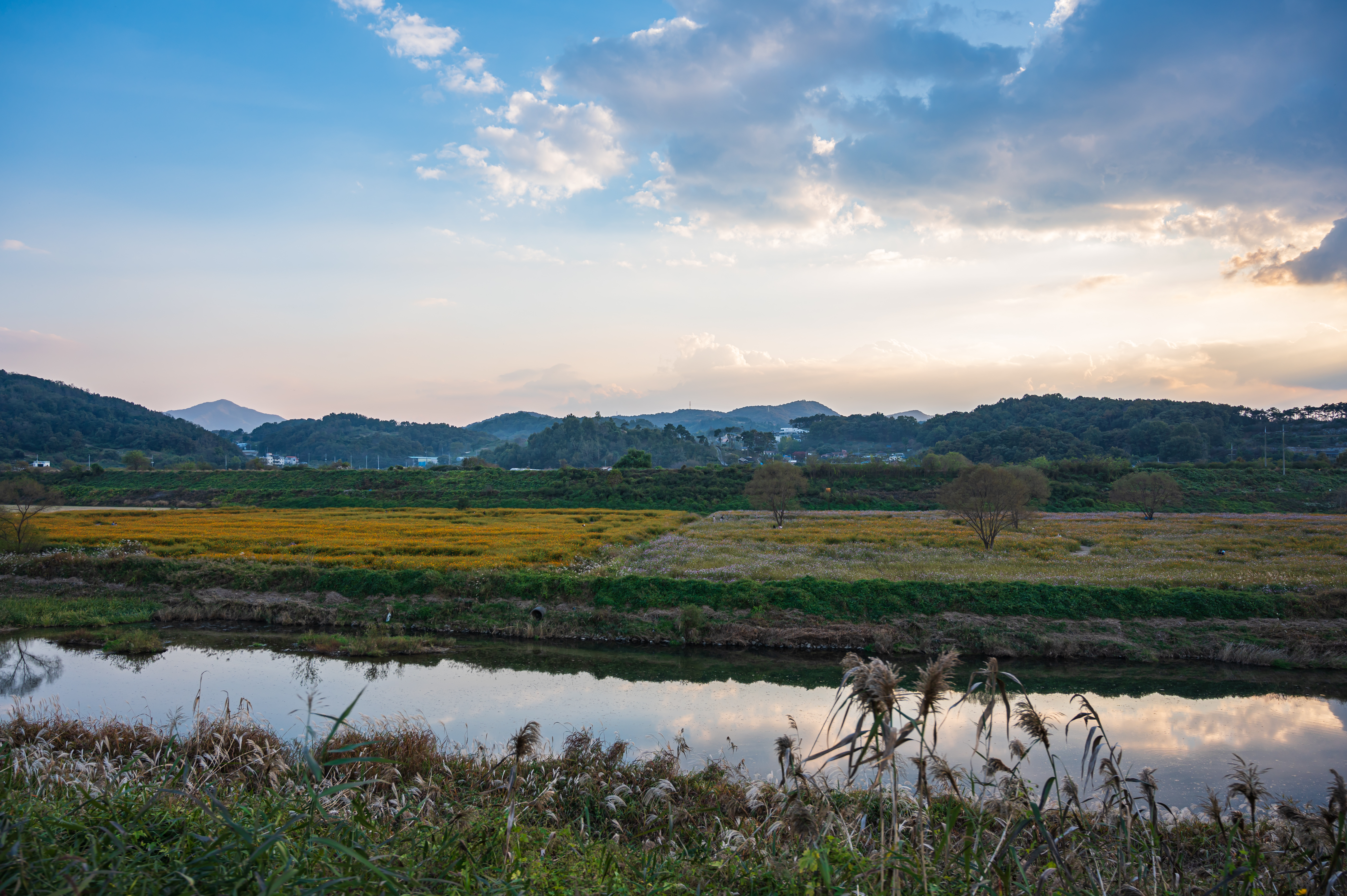 코스모스 만개 '세종 숲뜰근린공원'