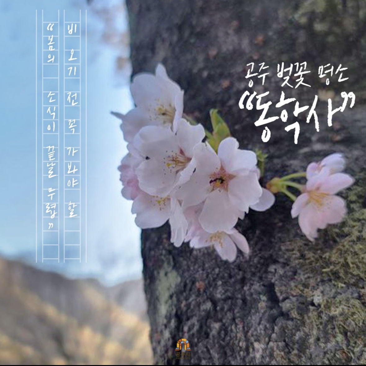 동학사 벚꽃 축제 일정