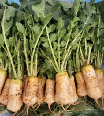 알타리김치 맛있게 담는법에 대한 김치비법_7