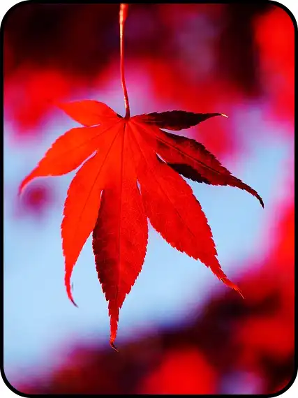 2024년 내장산 단풍절정시기