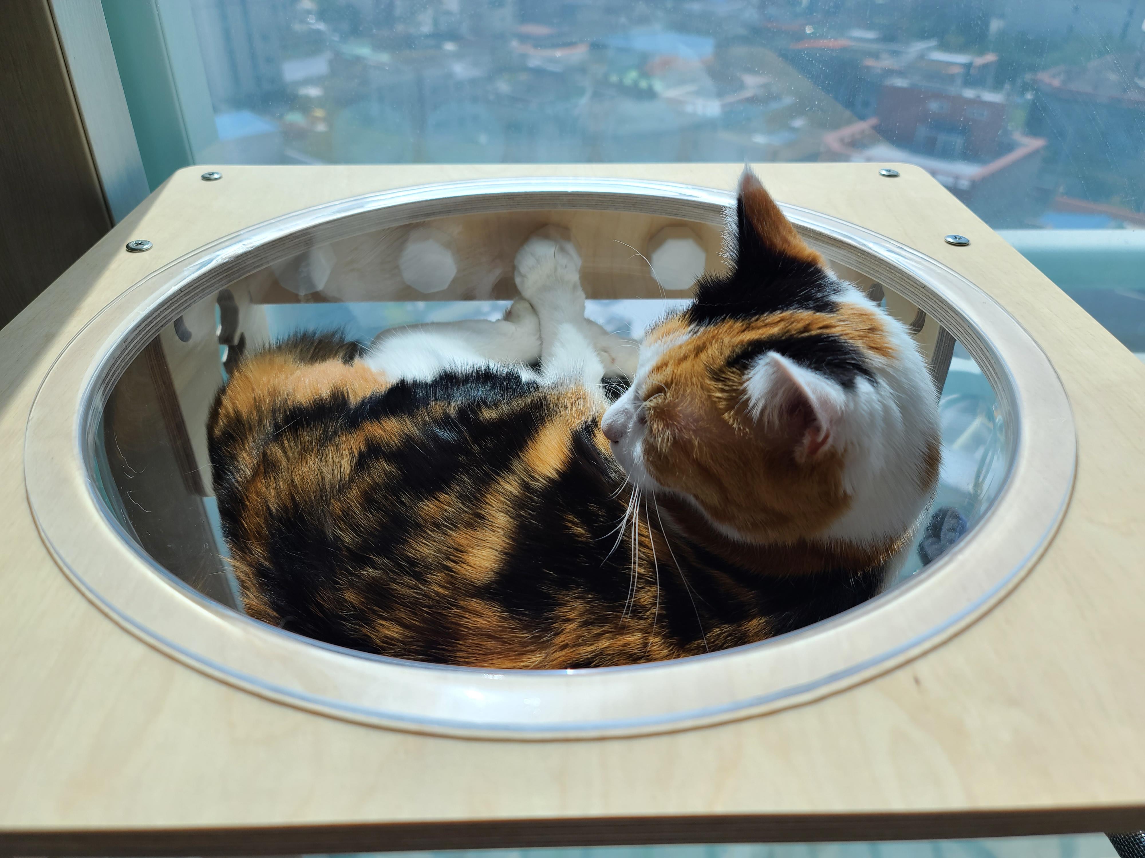 오늘 아침부터 집사를 깨운 냥냥이는 다다! 부들부들..