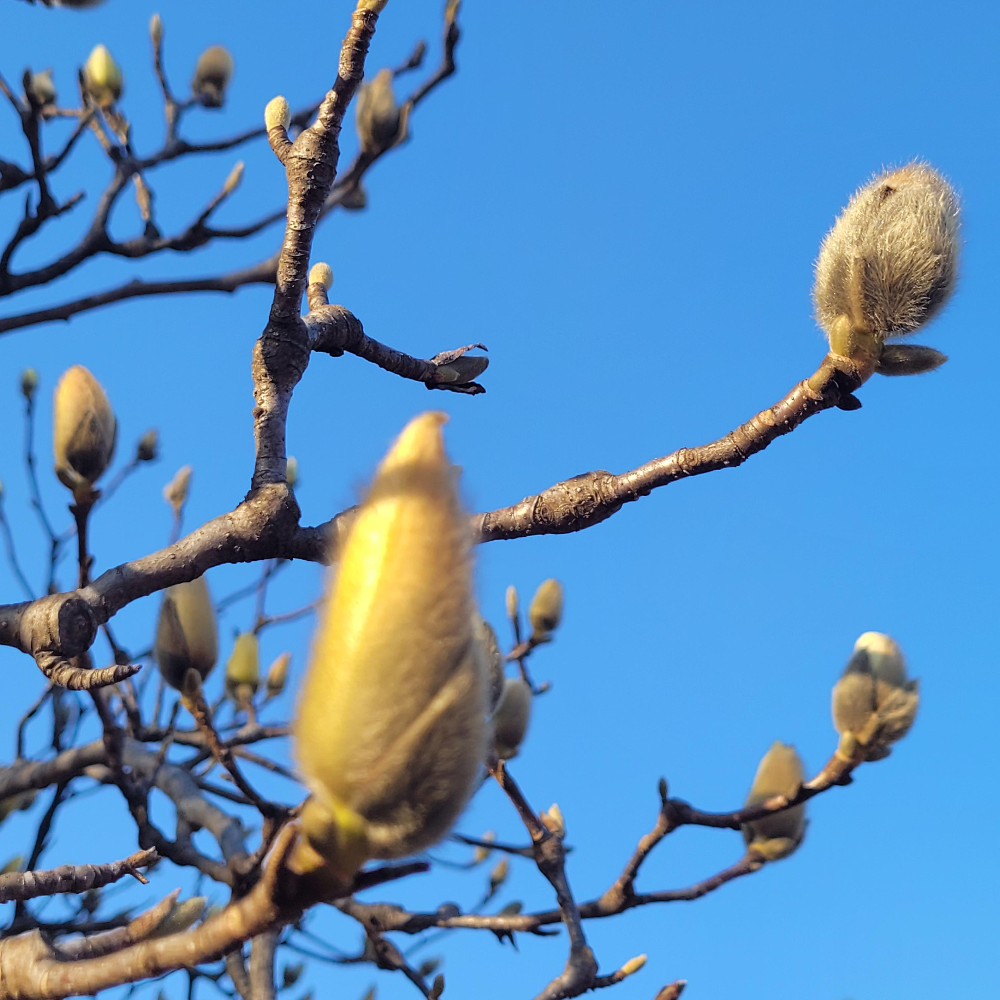 올해 백목련 하얀목련과 첫 만남 가진 날 4