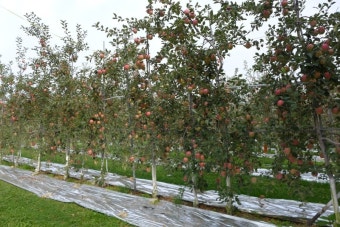 예산 사과농원: 가을의 선물, 달콤한 사과 체험의 명소