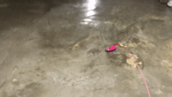 고양이장난감후기