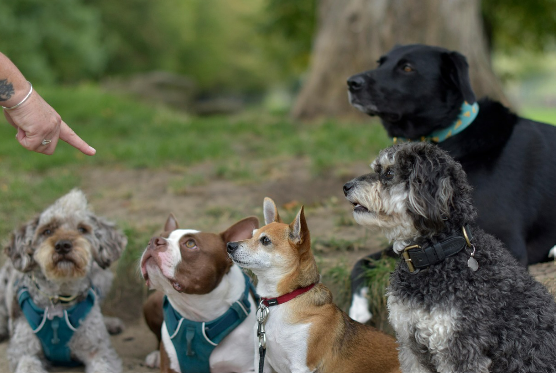 2026 반려동물 등록비 / 유기동물 입양비 지원금 안내 