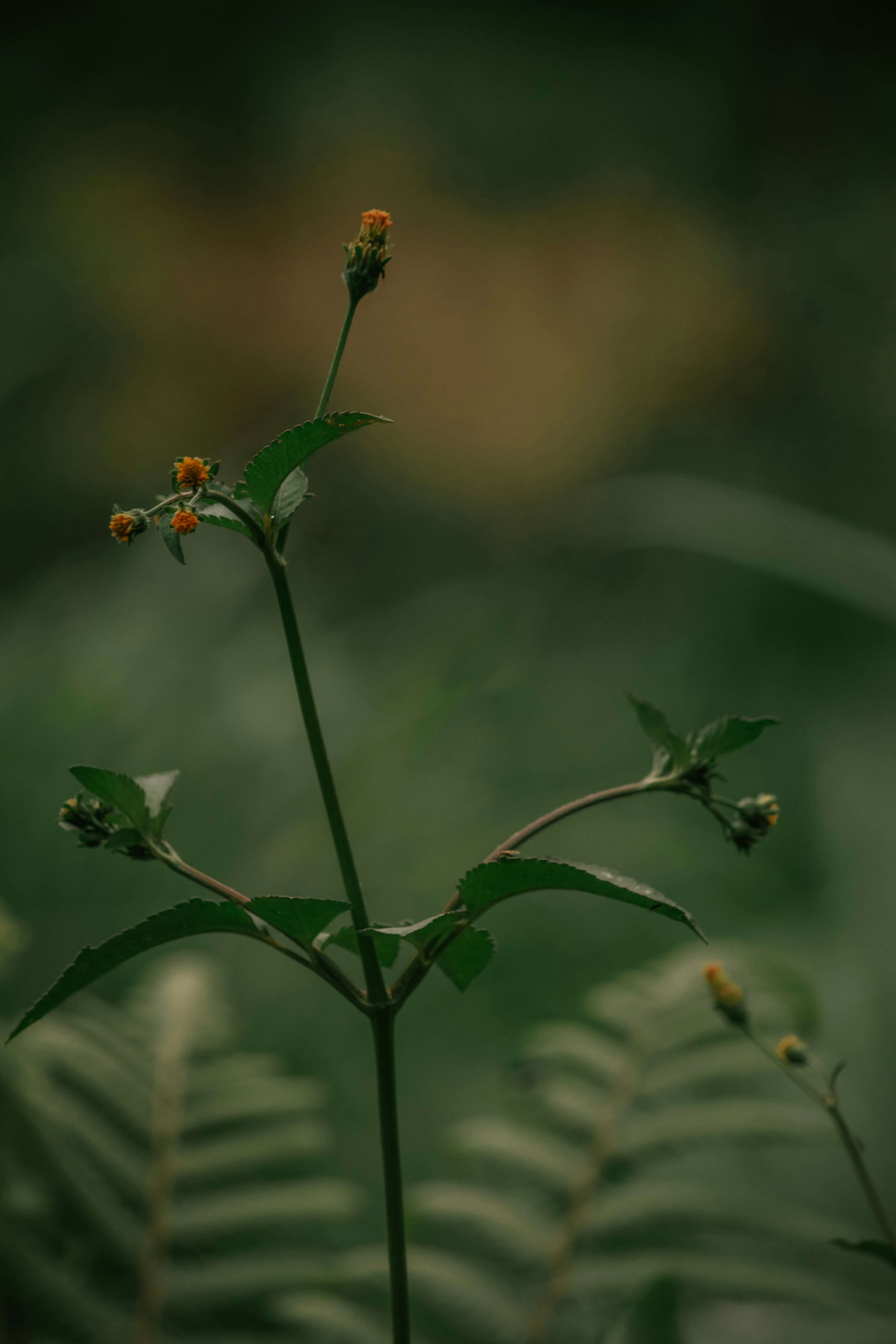 구아바나무 효능