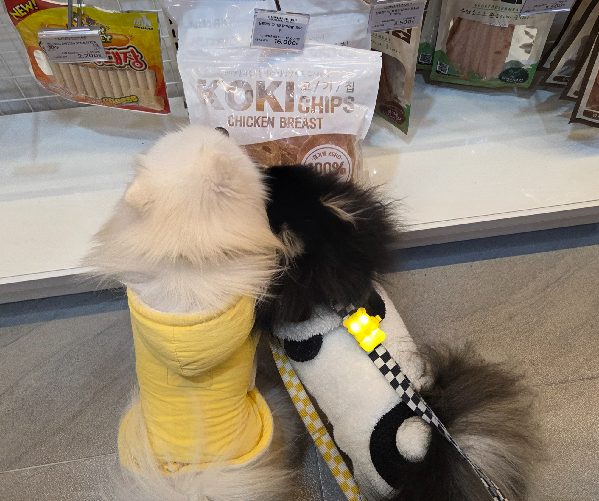 간식 앞에서 눈을 못 떼는 하콩&amp;달콩