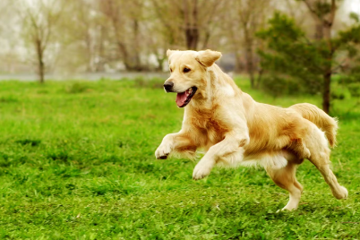 뛰어 들어가는 개.