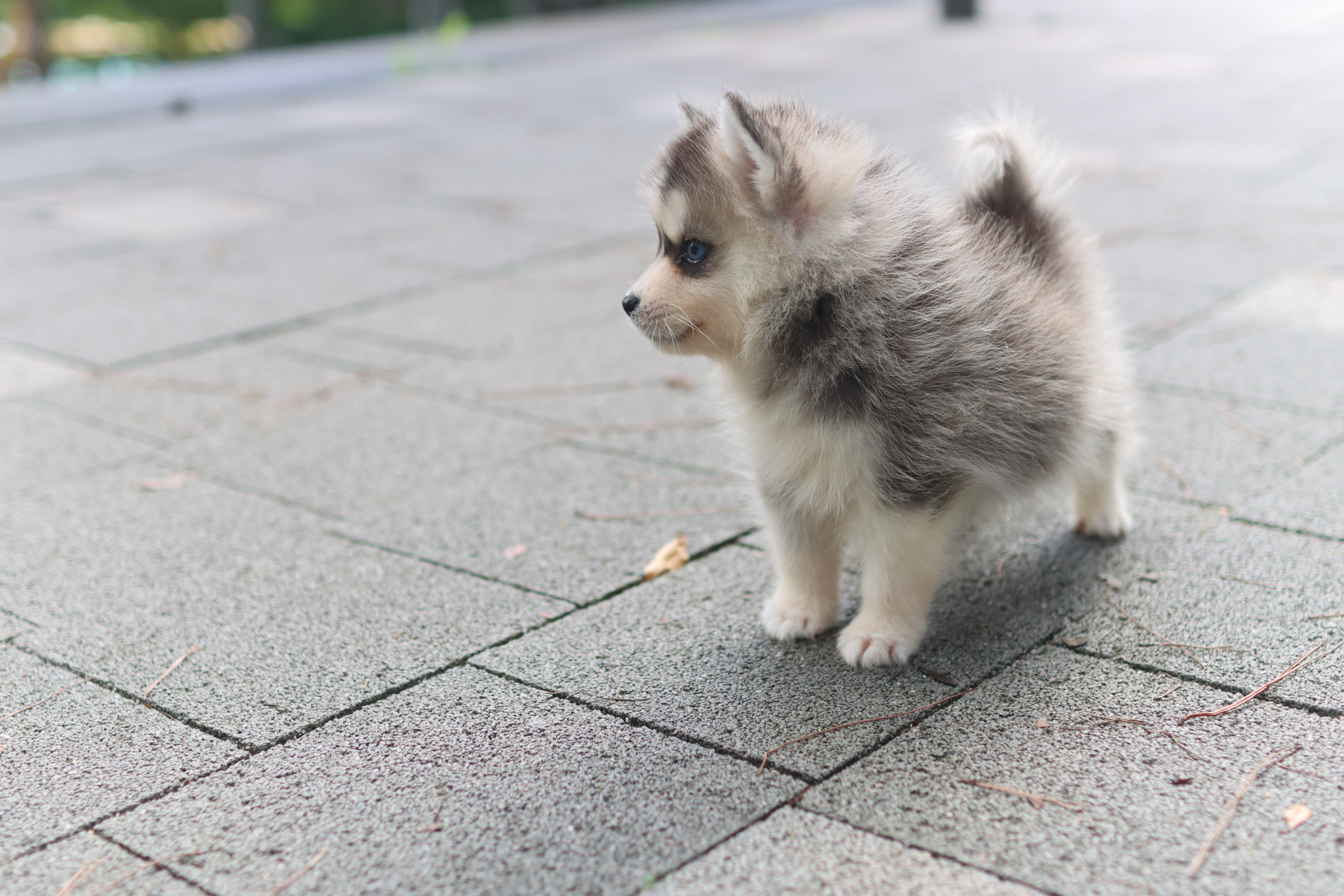 폼스키분양 후 배변훈련 7일 완성법