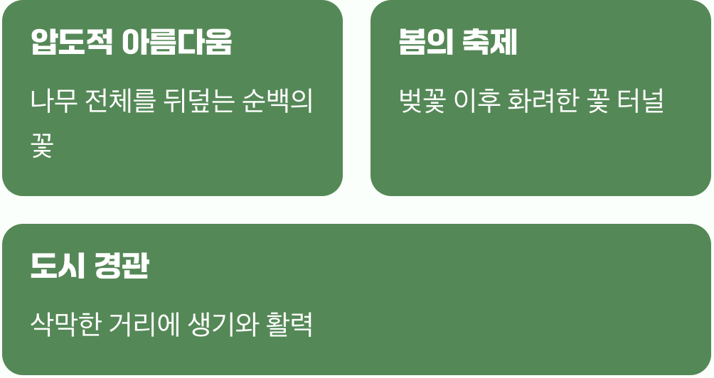 5월의 거리를 뒤덮는 하얀 쌀밥