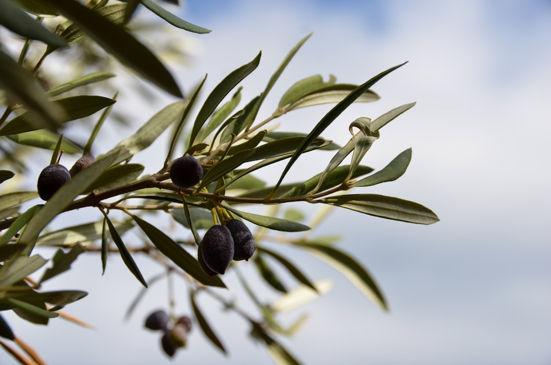 Olive
