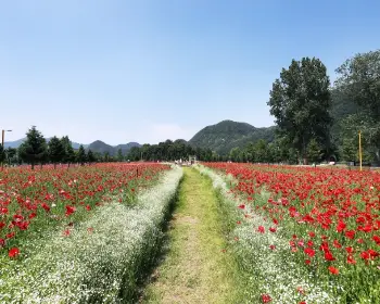 자라섬 꽃축제_12