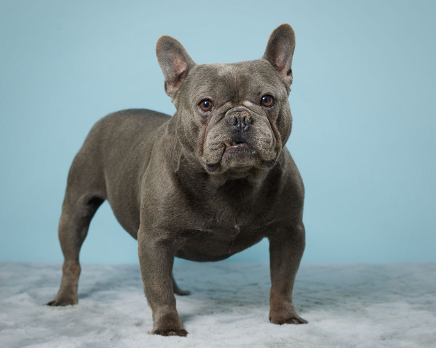 프렌치 불독 (French Bulldog) 사진