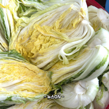 절임배추 20kg 몇포기