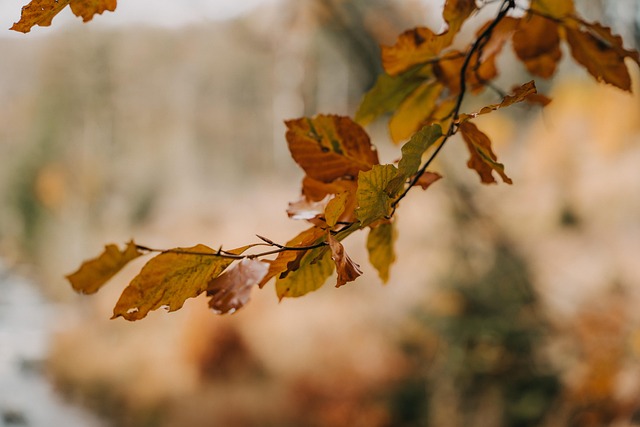 🍂🍁 2025년 10월 최신 부산 가을 축제 일정과 실시간 단풍 명소&amp;#44; 가족&middot;연인&middot;친구&middot;아이 맞춤 코스부터 영화제&middot;록페스티벌&middot;미디어아트 야경&middot;영도다리축제까지 꼭 알아야 할 올가을 부산 여행 꿀팁 총정리 🍂🍁
