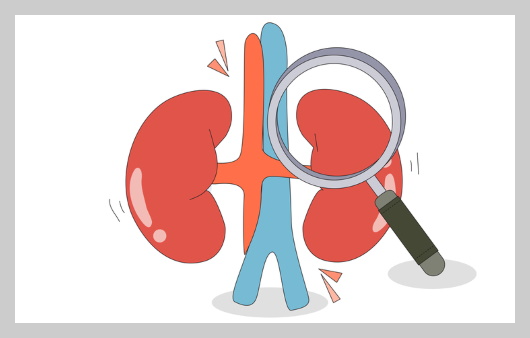 신장 이미지