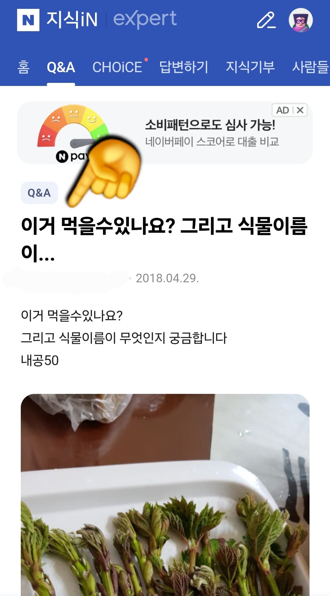 네이버지식인-꽃이름질문-예시-저의-경험을-하나-예로-들자면,-예전에-강원도로-산행을-간-적이-있었습니다.-그때-산길을-걷다가-마치-땅두릅처럼-생긴-식물을-발견했는데요.-먹을-수-있는-식물일까-싶어서-집에-와서-사진을-찍고,-네이버-지식인에-“이거-먹을-수-있나요?-그리고-식물-이름이-무엇인지-궁금합니다.”라고-질문을-올렸습니다.