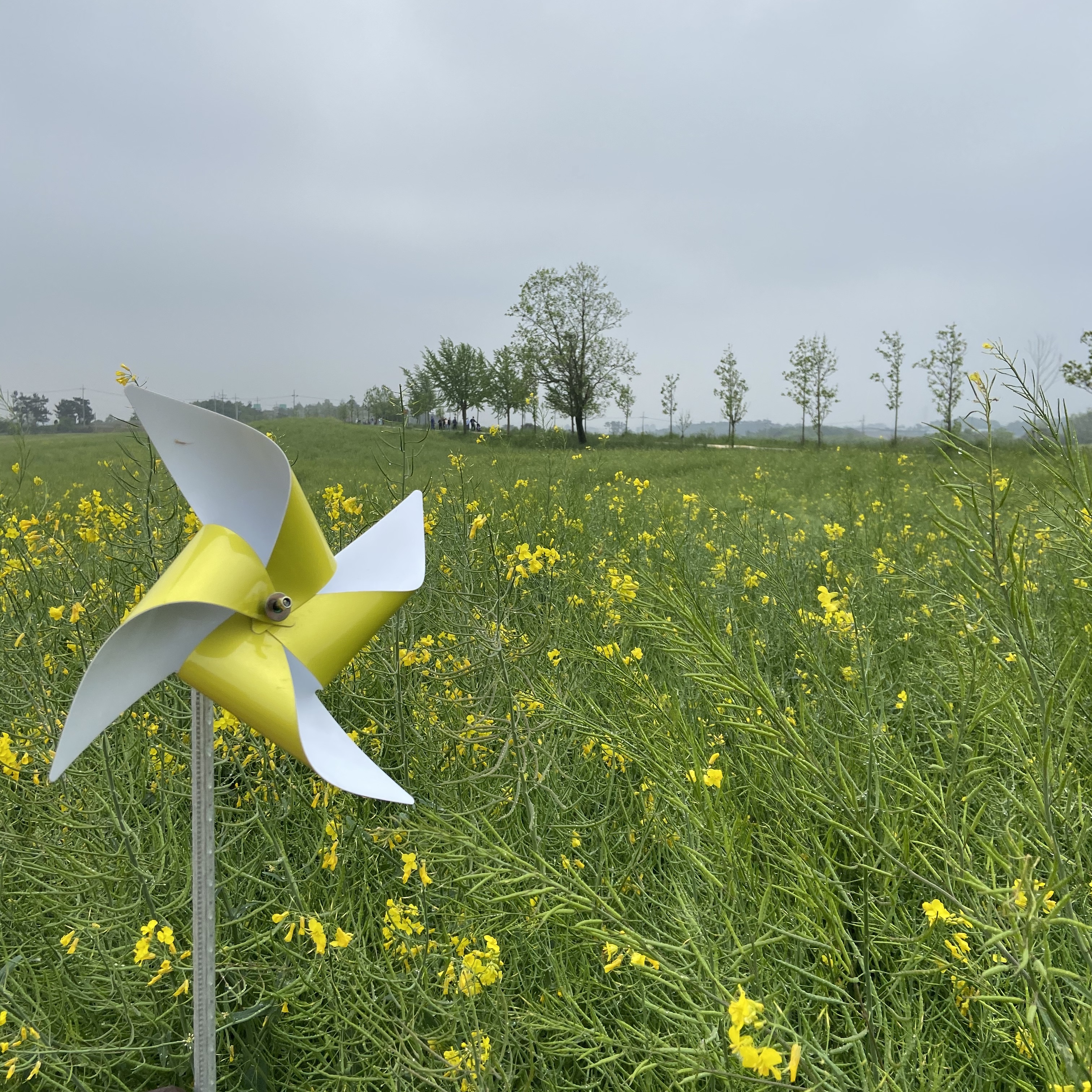 고창 청보리밭 여행, 가볼 만한 시기부터 맛집까지 완벽 가이드