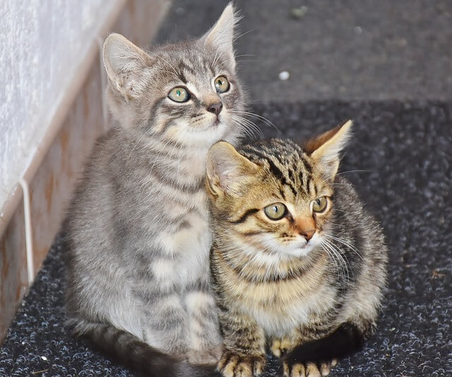 고양이꿈&amp;#44; 고양이 나오는 꿈&amp;#44; 고양이꿈해몽&amp;#44; 고양이 나오는 꿈해몽 흉몽?
