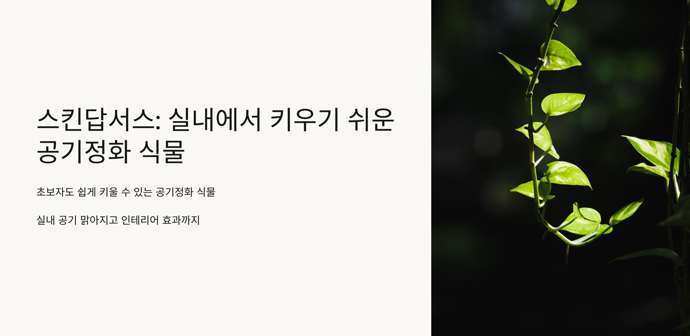 스킨답서스 사진