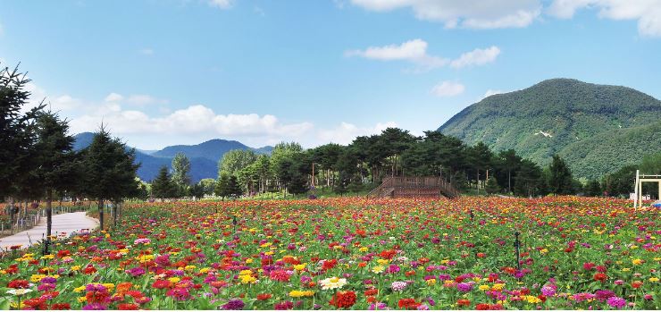 자라섬 꽃 페스타