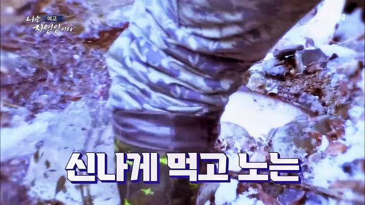 나는 자연인이다 송어 풀코스 솥뚜껑 닭볶음탕 담금주 불멍 물멍 산멍 놀면서 멍하니 자연인 이용철 소개 및 이승윤 출연 538회 다시보기