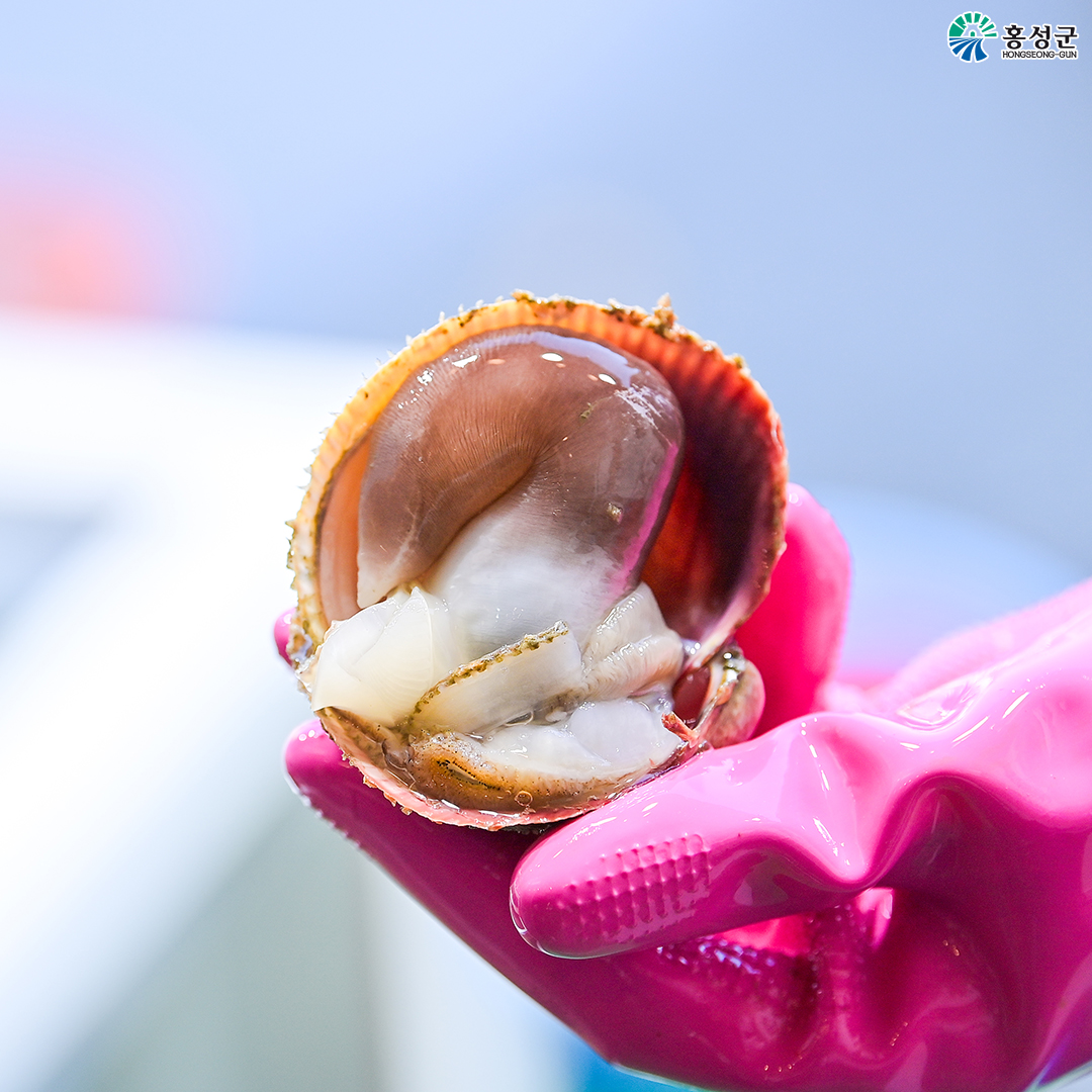  홍성남당함 새조개 축제 구매 방법