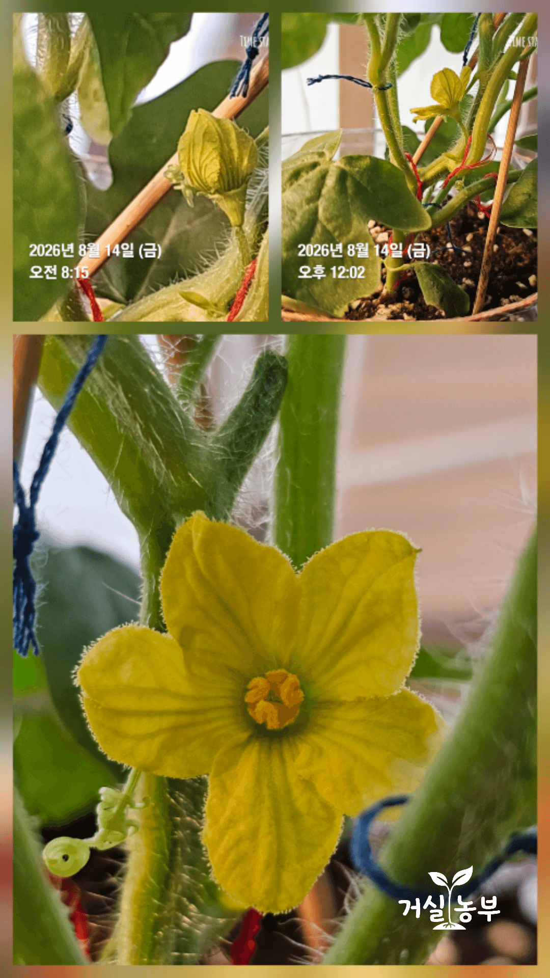 흙으로 이식한 다음 날 줄기 사이에서 피어난 노란 수박꽃